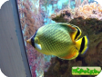 Chaetodon rafflesi 
