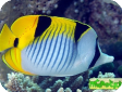 Chaetodon falcula 
