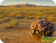 Hoodia