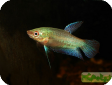 Trichopsis vittatus