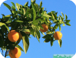 Citrus