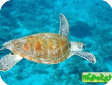 Chelonia mydas