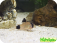 Corydoras panda