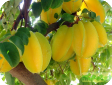Averrtloa carambola