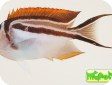 Genicanthus bellus 