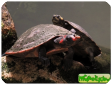 Podocnemis erythrocephala (Красноголовая амазонская бокошейная, Кайенская щитоногая) 