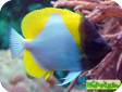 Hemitaurichthys polylepis 