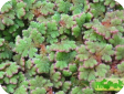 Azolla caroliniana
