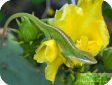 Anolis carolinensis