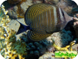 Zebrasoma desjardinii 