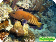 Cephalopholis argus 