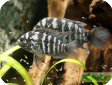 Aequidens pulcher