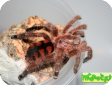 Avicularia minatrix