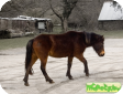 Дартмурский пони (Dartmoor Ponies)