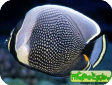 Chaetodon reticulatus 
