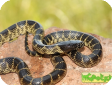 Lampropeltis getula splendida  