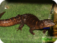 Tropidophorus