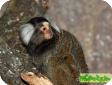 Callithrix aurita (Белоухая игрунка)
