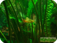 Xiphophorus variatus