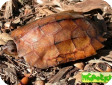 Geoemyda spengleri 