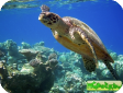 Eretmochelys imbricata
