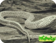 Monopterus albus
