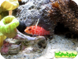 Plectranthias inermis 
