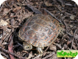Mauremys caspica (Каспийская) 