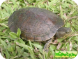 Trachemys decussata (Северная антильская) 