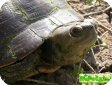 Trachemys terrapen (Антильская) 