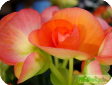 Begonia