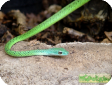 Philothamnus punctatus