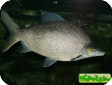Distichodus lusosso