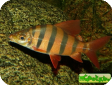 Distichodus sexfasciatus