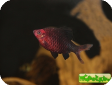Puntius nigrofasciatus (Barbus nigrofasciatus)