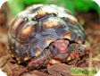 Geochelone carbonaria