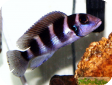 Neolamprologus tetrocephalus