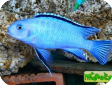 Pseudotropheus socolofi