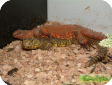 Uromastyx geyri