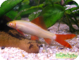 Labeo frenatus
