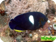 Centropyge tibicen 