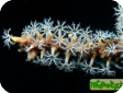 Menella sp.  