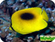 Chaetodon speculum 