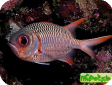 Myripristis violacea 