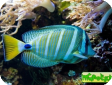 Zebrasoma veliferum 