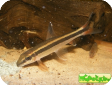 Epalzeorhynchos kalopterus