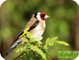 Carduelis carduelis