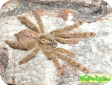Stromatopelma calceatum