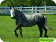 Першеронская (Percheron)