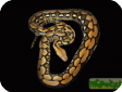 Python reticulatus